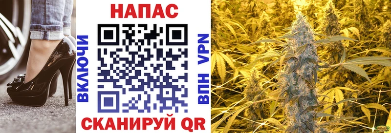 Конопля гибрид Сальск